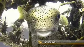 A Year Underwater in St Kitts September 2017