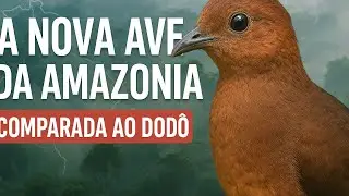 🟢Nova ave amaz&ocirc;nica &eacute; descoberta e lembra o dod&ocirc; extinto