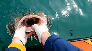 Пора ловить камбалу. Морская рыбалка.