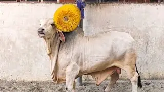 Brahman Cow Scratching Himself Whit A Rotating Cattle Brush Sadeeq Agro 2021