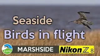 Photographing Birds in Flight at RSPB Marshside   Nikon Z8