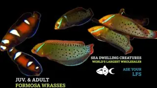 In Stock August 30, 2025 SeaDwelling.com