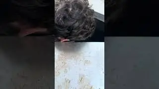 Emergency Iguana Removal from Kitchen by IggyTrap!
