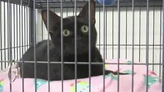 Looking for company? Local animal shelters say now is the perfect time to adopt a pet