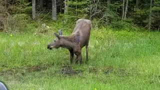 Moose in Hart's Location, New Hampshire