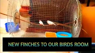 NEW FINCHES || TO OUR BIRDS ROOM || BC AQUA