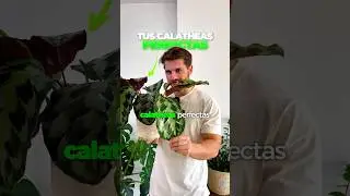 ✅🤩 El secreto de las Calatheas 🤩✅ #planttips #plantcare #calathea #plantasdecasa #plantslovers