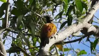 Common Flameback (Dinopium javanense) ssp: javanense