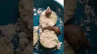 мои новыю улиточки