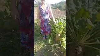 заботы сельские|#shorts