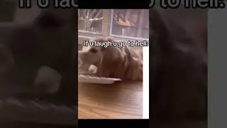 If You Laugh, You Go To Hell. I Am Laughing Now..#laugh #dog