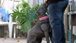 Bandog puppy learning the 