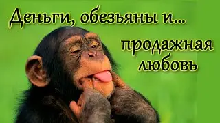Деньги, обезьяны и&hellip; продажная любовь. Интересный эксперимент на капуцинах