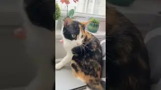 Cat watching Birds outside window 🕊🐱 Cat Chilling 🐱