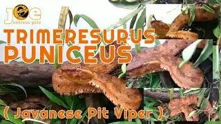 TRIMERESURUS PUNICEUS ( javanese pit viper )