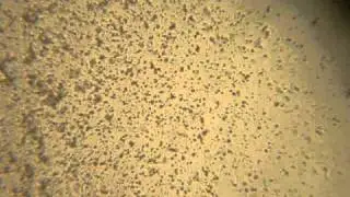 MOV02869