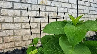 Plant Trellis for Hydrangeas #founditonamazon