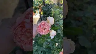 Masora been blooming nonstop since spring.  😍 #flower #rosegardening #garden #roses #rosegardens