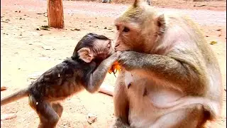 So Sweet Baby Monkey Titan Eating Mango With Mom Tara | Cute Baby Monkey Titan | Sounds Monkey
