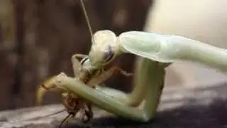 Mantis religiosa (Coptopteryx)  comiendo parte I