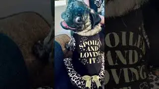 Pug pics🥰 #pug #shorts  #puglife #cute #pug #fyp #funny  #puglover