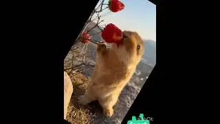 #lovely #cat #cuteadorable #adorablecat #cute #adorably #animals