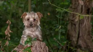 Socializing Your Yorkshire Terrier 8 Strategies for Success