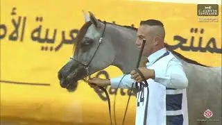 N 24 NJOUD AL LAHEEF   5th Qatar Arabian Breeders Cup 2025   Yearling Fillies Class 1B