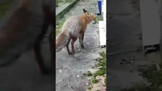 Cute FOX Wants To Play In The Morning 🦊🦊😛😛😛