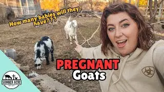 EXCITING News From Our Goat Barn Today!