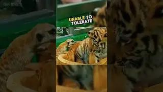 These tigers were bullied by a meerkat 💕💕 #animals #tiger #meerkat