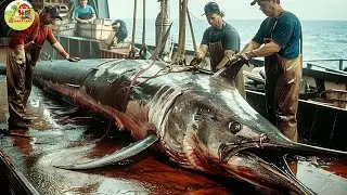 Giant Swordfish Processing Process in The Factory | Processing Factory | Waka Farm