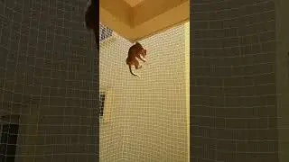 Risk Taker #balcony #catrpoofing #cat enrichment