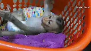 Baby Monkey Donal Wake Up And Hungry Midnight