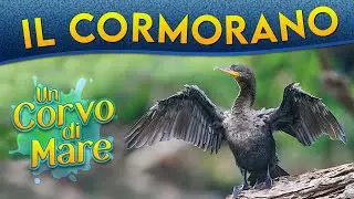 Il Cormorano: un corvo di mare ► Puntata 122