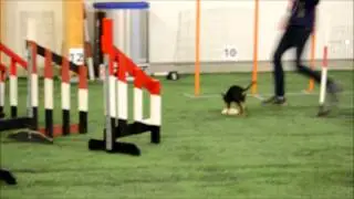 Russian Toy; Puppy Agility - Ulpu 4,5 months