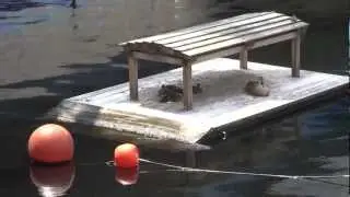 Shibaura Island