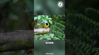 Green Jay: The Masked Beauty of the Bird World!
