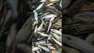 Tanrafishk local tangra #fish #fishing #food #love #viralvideo #shorts #tangrafish