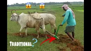Single plough manually operated by Ox(traditional method)cost efficient