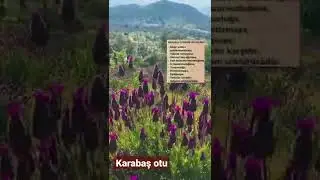 karabaş otu