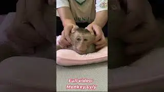 Monkey Lyly gets a relaxing massage #shorts #monkey #youtubeshorts #viralshort #funny