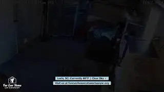 Fur Ever Home Cat Sanctuary Live Stream