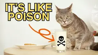12 WAYS YOU ARE HARMING YOUR CAT WITHOUT REALIZING IT