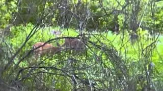 One reason why Wayne Etmanski is the Worlds`Top deer Expert.