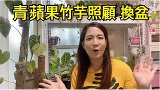 青蘋果竹芋植物養護｜照顧｜換盆｜步驟