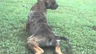 Spotted Pup
