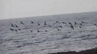 European Golden Plover, Piviere dorato (Pluvialis apricaria)