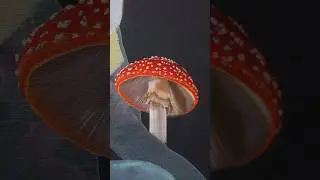 #oilpainting #amanita #fineart #mushroom #artist #flyagaric