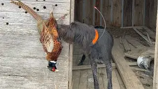 Campbell with a rooster! Pudelpointer puppy